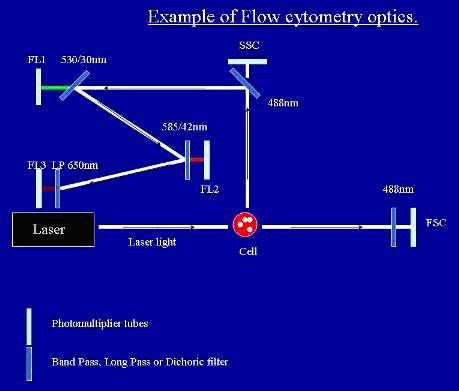 workflow for flow cytometry